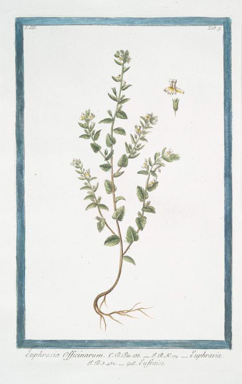 Art Print : 1772, Eupatorium Cannabinum = Eupatorio = Eupatoire. [Hemp Agrimony] - Vintage Wall Art