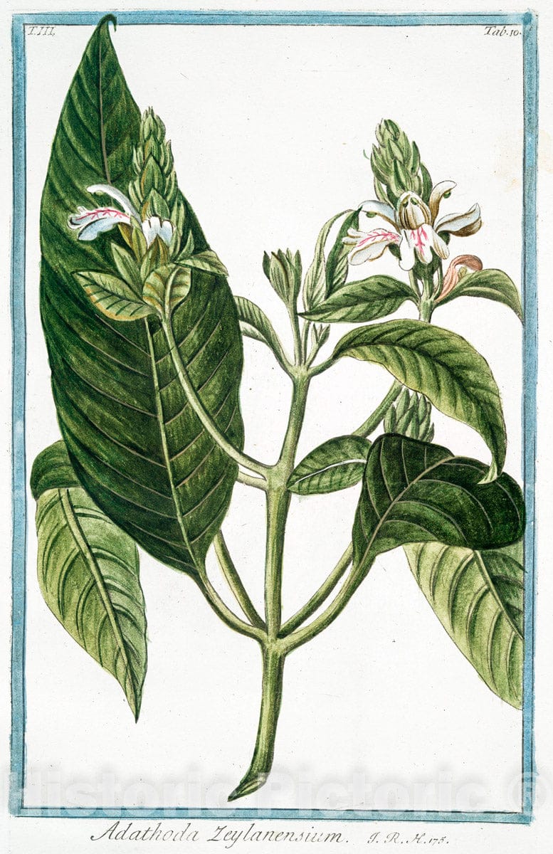 Art Print : 1772, Aconitum salutiferum = Aconitum Anthora = Aconito, Anthora = Aconit. - Vintage Wall Art