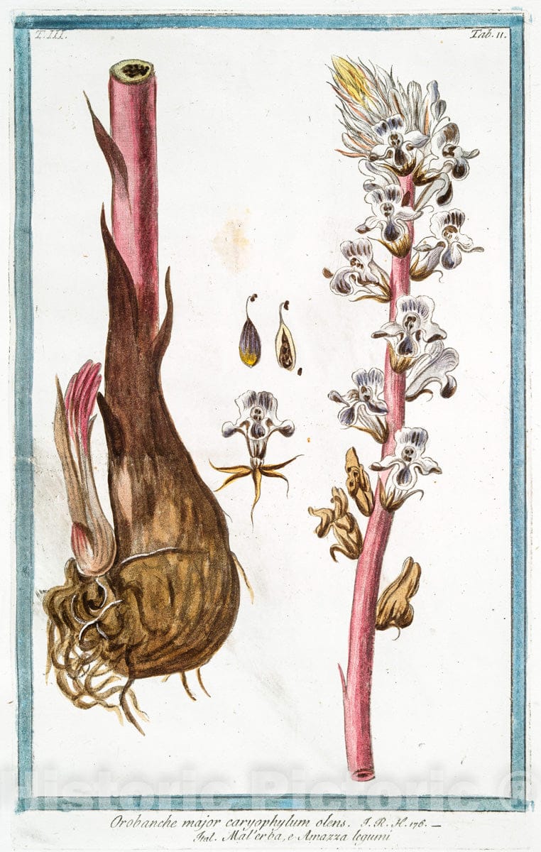 Art Print : 1772, Ornithopodium Scorpioides, Siliqua compressa - Vintage Wall Art