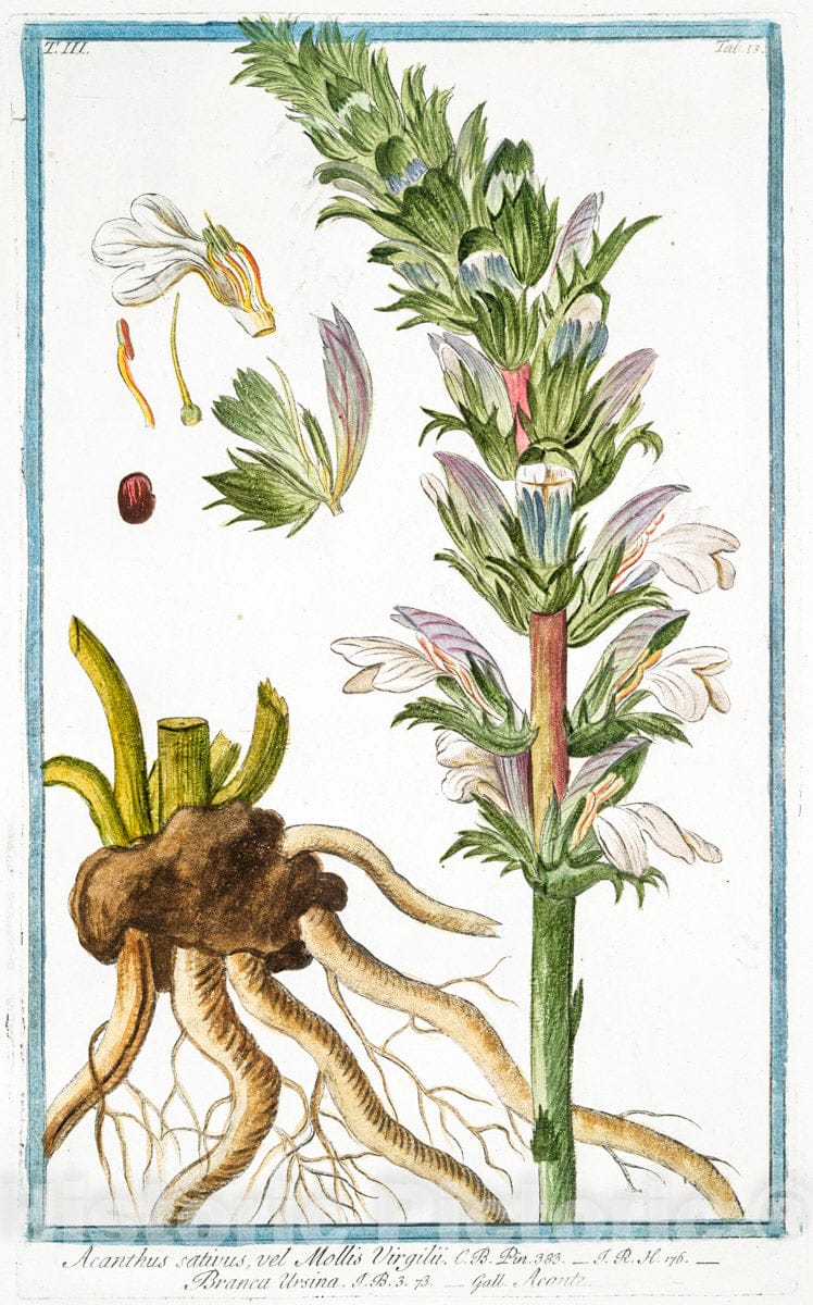 Art Print : 1772, Acanthus aculeatus - Vintage Wall Art