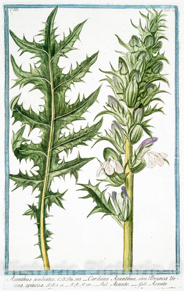 Art Print : 1772, Abutilon. [Flowering Maples] - Vintage Wall Art