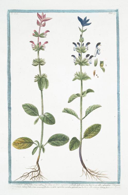 Art Print : 1772, Hesperis Montana, floribus roseis odoratissimis, foliis serratis - Vintage Wall Art