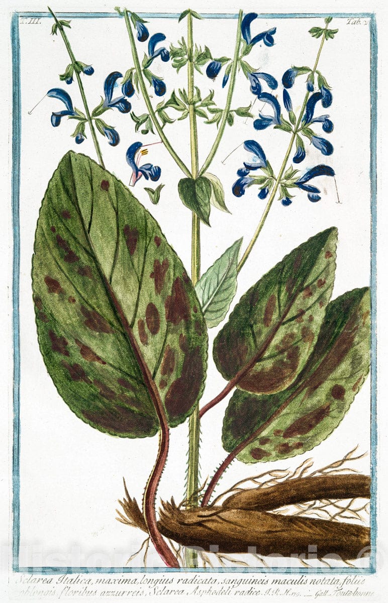 Art Print : 1772, Sclarea vulgaris lanuginosa amplissimo Folio = Sclara Maggiore = Toute-bonne. - Vintage Wall Art