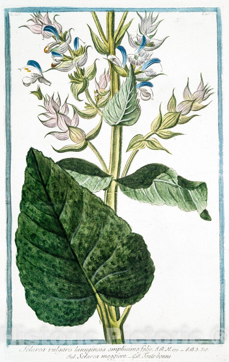 Art Print : 1772, Scandix, semine, rostrato vulgaris - Vintage Wall Art