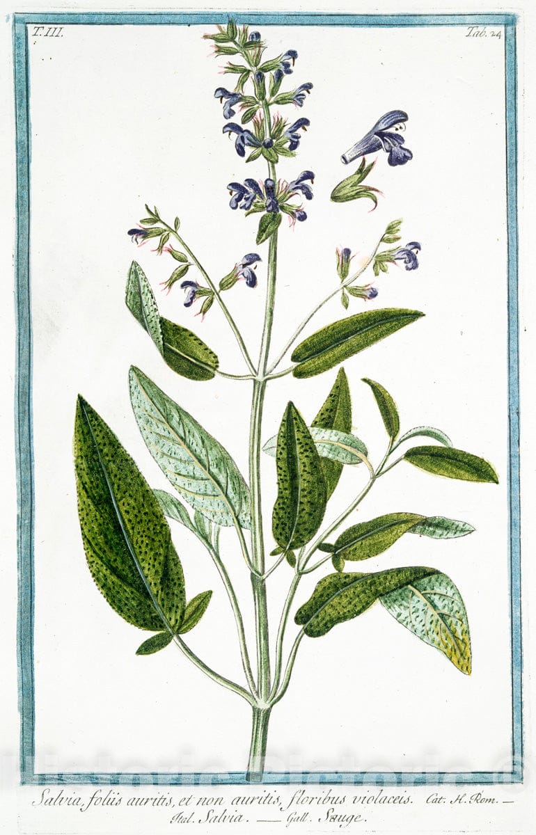 Art Print : 1772, Salvia Montana, Maxima, foliis, Hormini, Flore flavescente - Vintage Wall Art