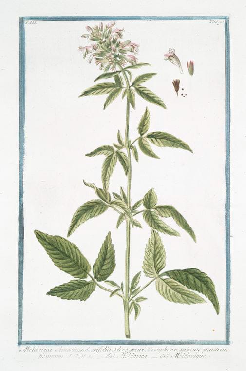 Art Print : 1772, Meum foliis Anethi = Foeniculum alpinum perenne = Meo barbuto = Le Meun. [Fennel] - Vintage Wall Art