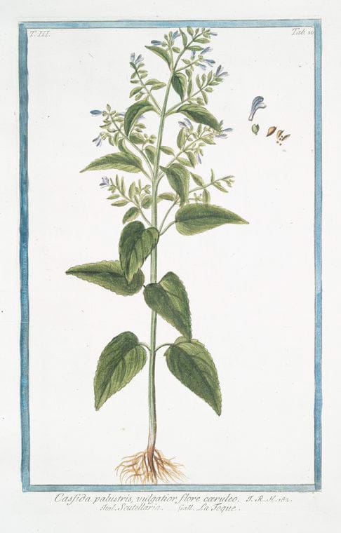 Art Print : 1772, Cassida = Cassida, e Scutellaria = La Joque. [Skullcap] - Vintage Wall Art