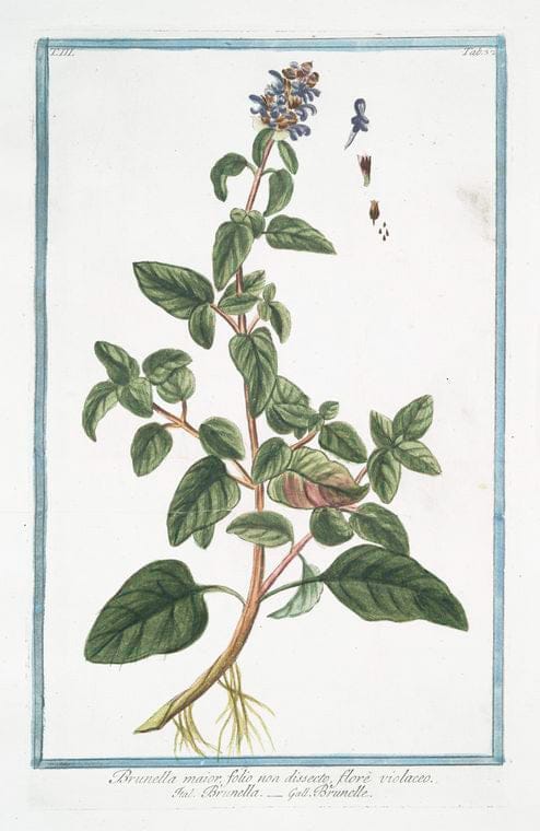Art Print : 1772, Browallia demissa pedunculis unifloris. [Amethyst Flower or Bush Violet] - Vintage Wall Art