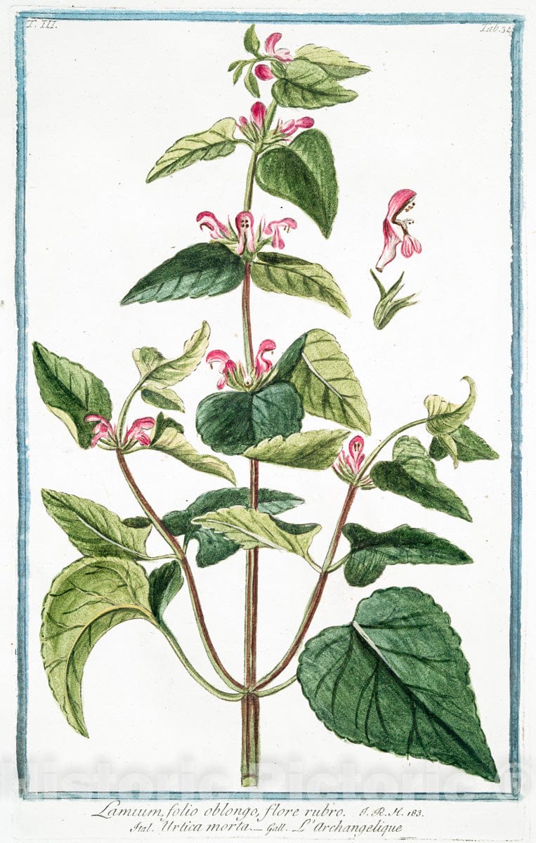 Art Print : 1772, Ketmia, Folio Manihot, serrato, Flore amplo sulphureo - Vintage Wall Art