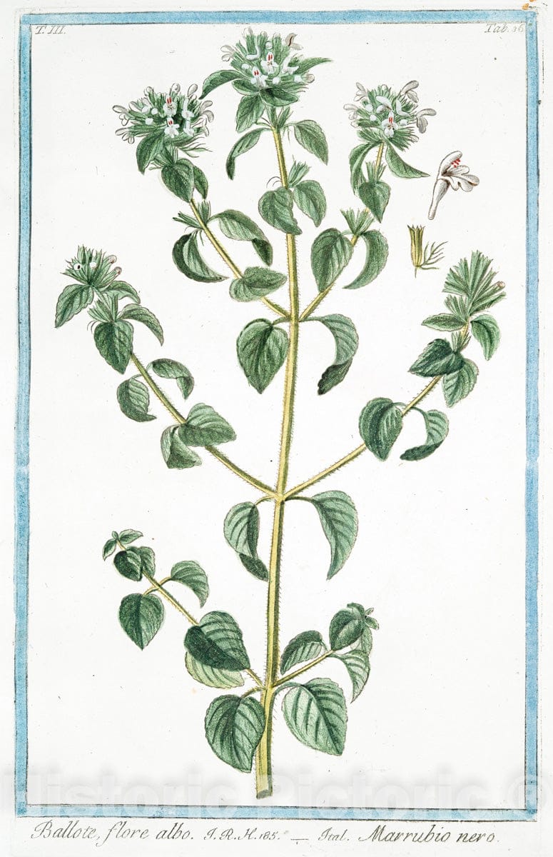 Art Print : 1772, Ballote Discoridis = Marrubium nigrum, sive Balote. [Black Stinking Hoarhound] - Vintage Wall Art
