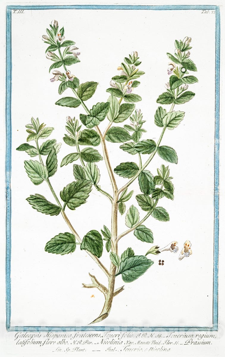 Art Print : 1772, Galega vulgaris, floribus caeruleis - Vintage Wall Art