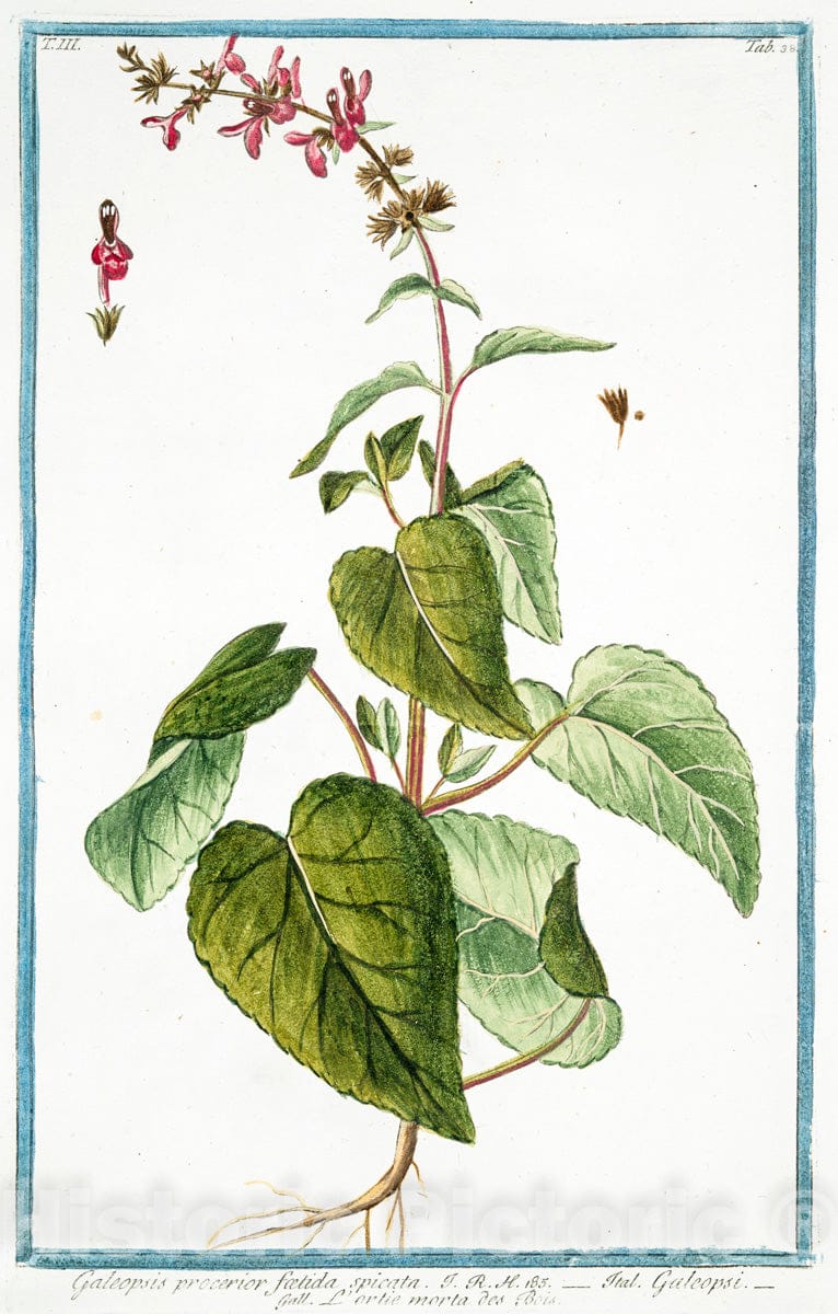 Art Print : 1772, Galeopsis Hispanica, frutescens, Teucri Folio - Vintage Wall Art