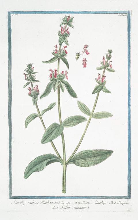 Art Print : 1772, Stachis latifolia maiorm foliis Obscure virentibus, Flore galeato ferrugineo - Vintage Wall Art