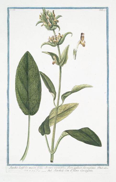 Art Print : 1772, Sphondylium vulgare hirsutum = Sfondilis, e Branca ursina di Germania. - Vintage Wall Art
