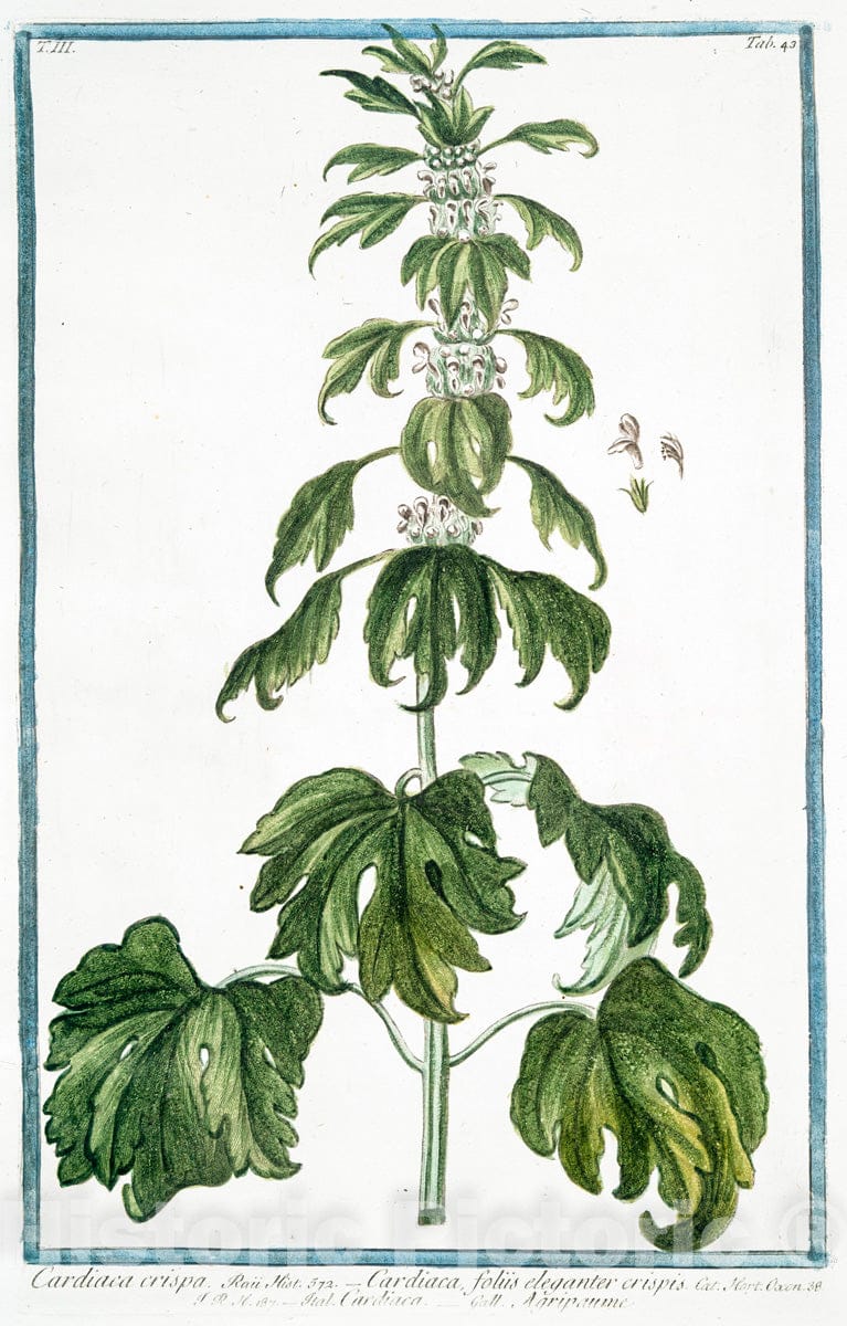 Art Print : 1772, Cardiaca - Vintage Wall Art
