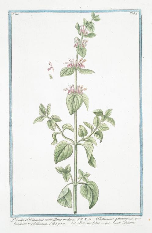 Art Print : 1772, Primulaveris, pallido Flore, elatior - Vintage Wall Art