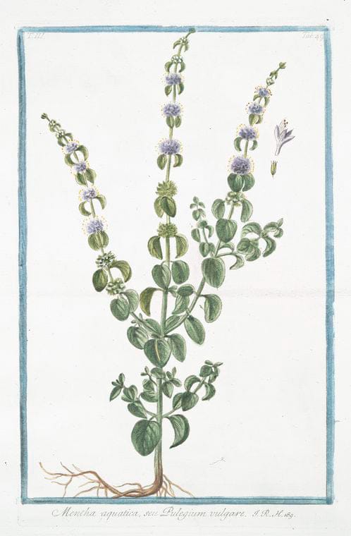 Art Print : 1772, Melopepo, verruscosus, albicans, leviter striatus, Folio aspero - Vintage Wall Art