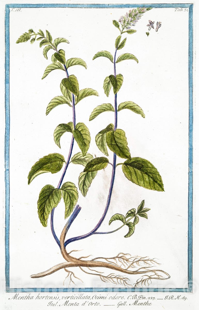 Art Print : 1772, Mentha aquatica, seu Pulegium vulgare. - Vintage Wall Art