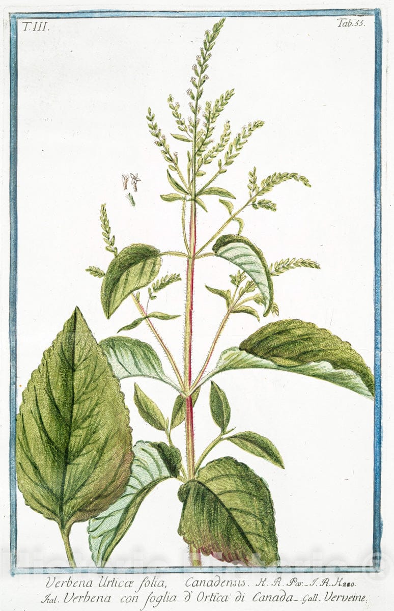 Art Print : 1772, Verbena communis coeruleo Flore = Verbana = Verveine. - Vintage Wall Art