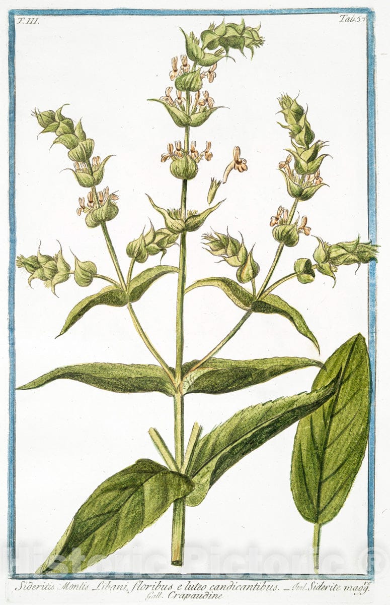 Art Print : 1772, Sideritis hirsuta procumbens = Stregpmoa = Crapaudine. - Vintage Wall Art