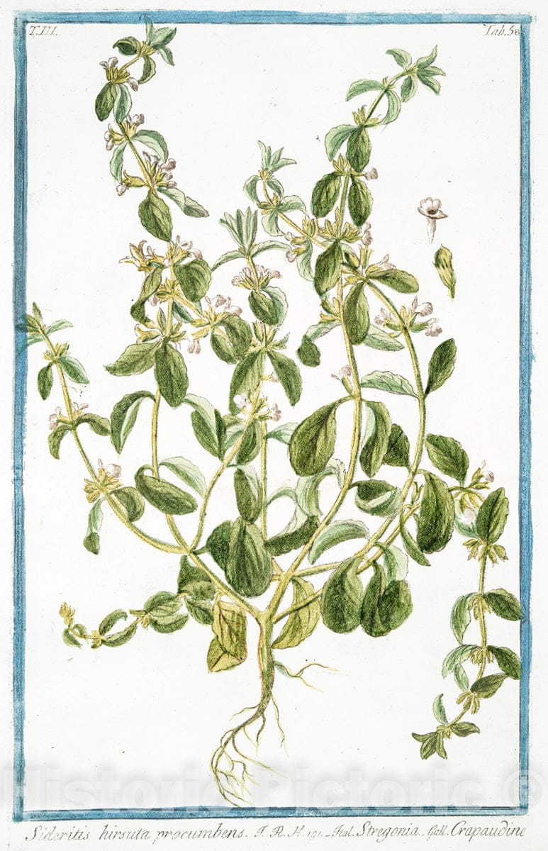 Art Print : 1772, Sicyoides Americana, fructu echinato, foliis angulatis. - Vintage Wall Art