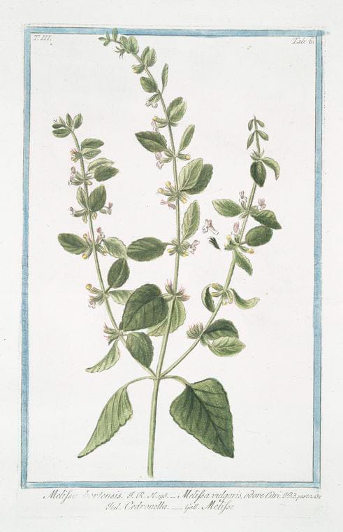 Art Print : 1772, Melilotus Italica, folliculis rotondis = Meliloto Maggiore = Melilot. - Vintage Wall Art