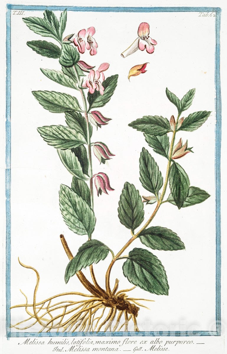 Art Print : 1772, Melissa hortensis = Melissa vulgaris, odore Citri = Cedronella = Melisse. - Vintage Wall Art