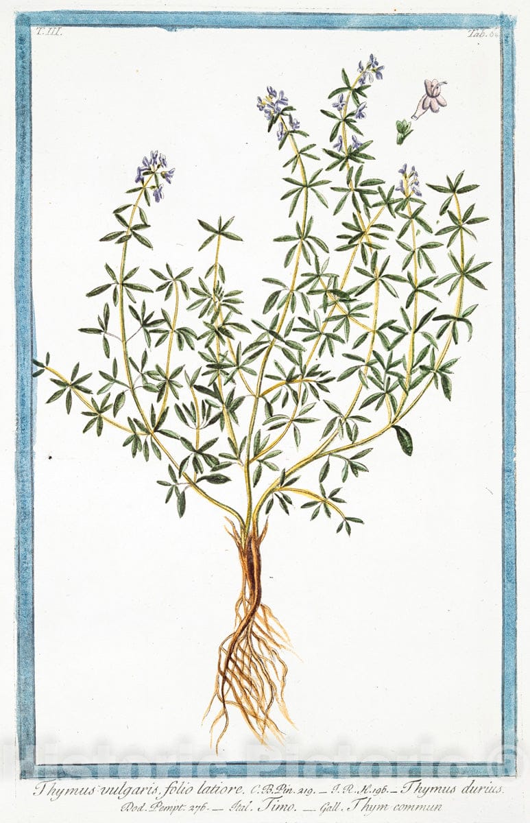 Art Print : 1772, Thymbra legitima = Satureia Cretica = Santoreggia = Sarriete. [Summer Savory] - Vintage Wall Art