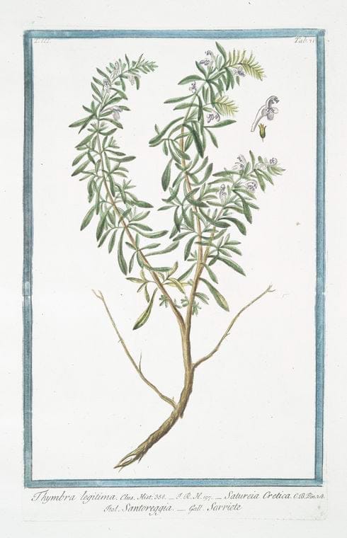 Art Print : 1772, Thrianthema Portulacastrum = Portulacastra. [Desert Horsepurslane] - Vintage Wall Art