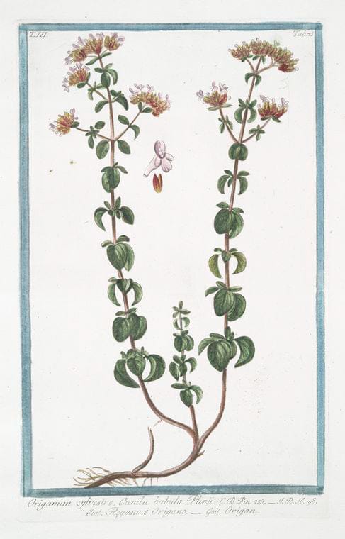 Art Print : 1772, Origanum Creticum, latifolium, tomentosum, seu Dictamnus Creticus - Vintage Wall Art