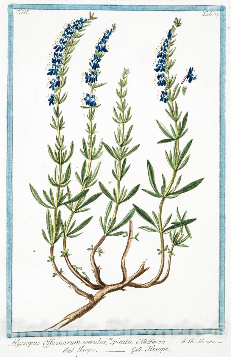 Art Print : 1772, Hypericum vulgare = Hypericon = Iperico, e Perforata = Millepertuis. - Vintage Wall Art