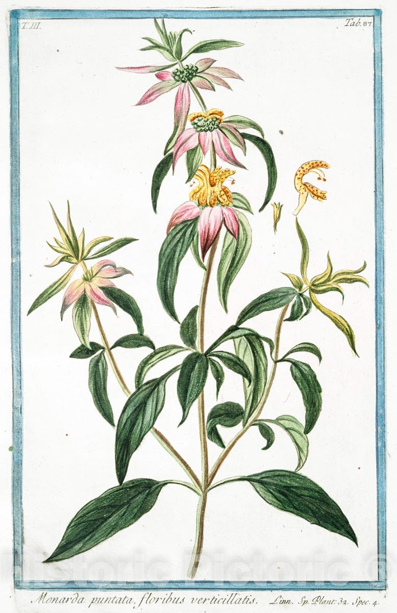 Art Print : 1772, Momordica Zeylanica, pampinea Fronde, fructu longiore = Pomme de merveille. - Vintage Wall Art