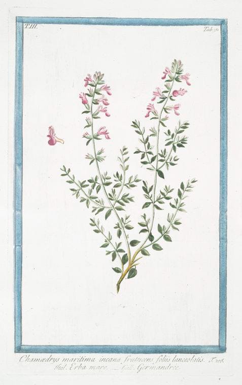 Art Print : 1772, Chamadrys Major, repens - Vintage Wall Art