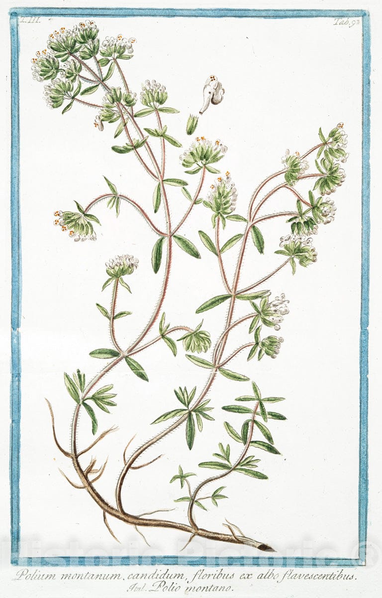 Art Print : 1772, Polemonium vulgare coeruleum = Valeriana coerulea = Valeriana Greca. - Vintage Wall Art