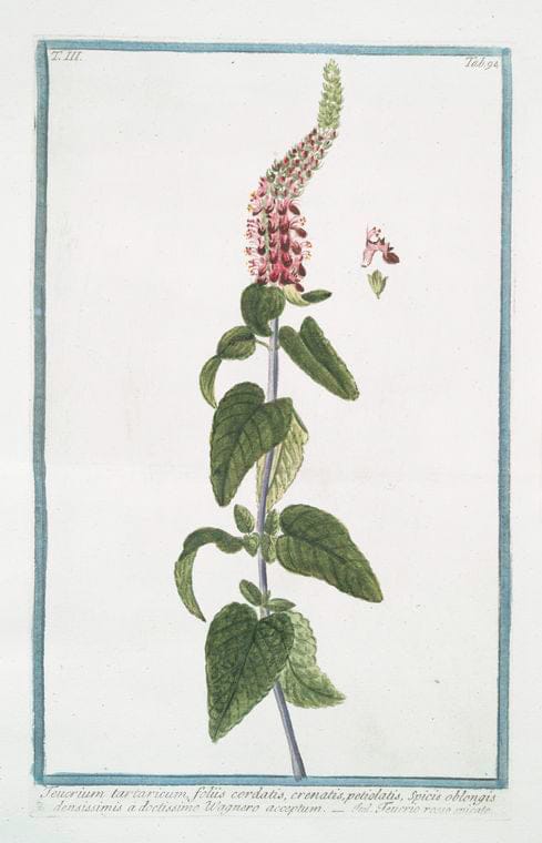 Art Print : 1772, Teucrium Supinum, perenne, foliis laciniatis. [Germander] - Vintage Wall Art