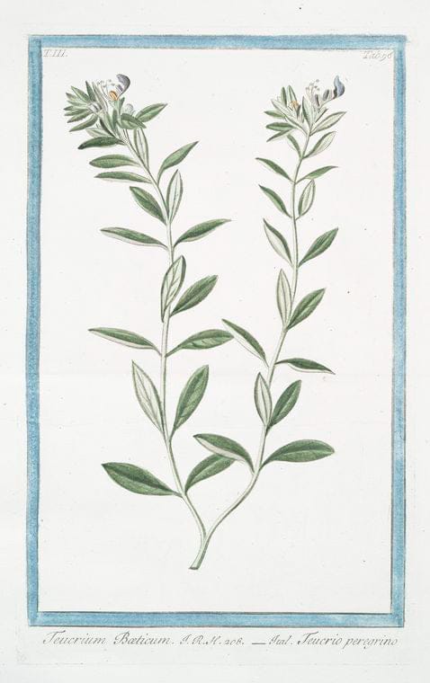Art Print : 1772, Telephiastrum Folio globoso = Anacampseros foliis acuminatis = Crassola. - Vintage Wall Art
