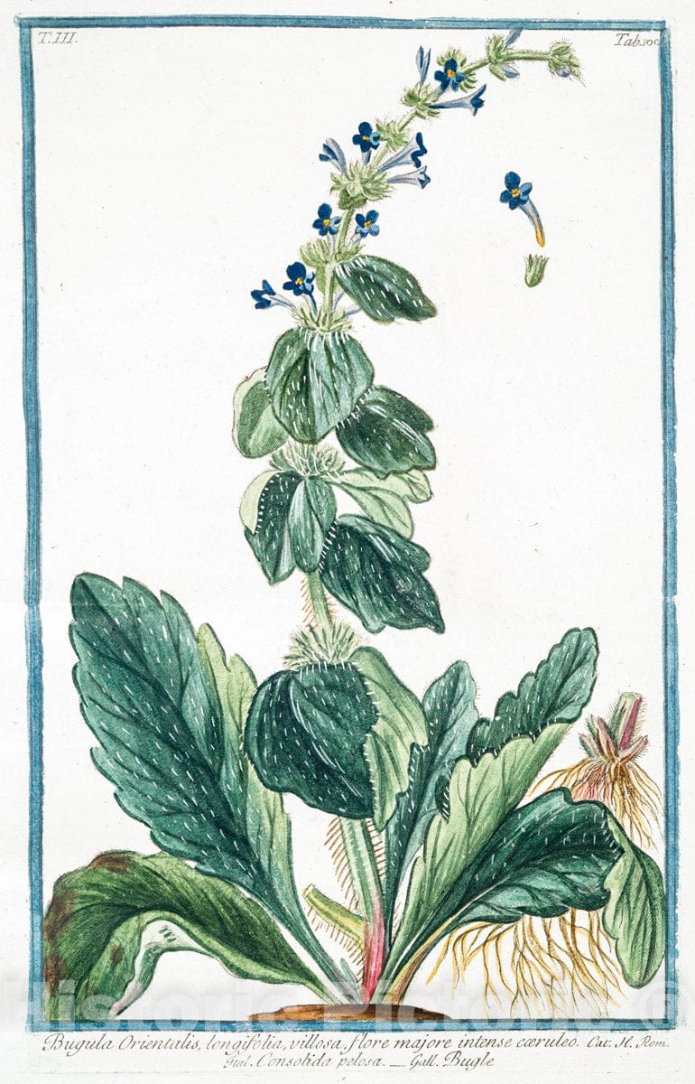 Art Print : 1772, Bugula = Consolida Media pratensis coerulea = Consolida minore = Bugle. - Vintage Wall Art