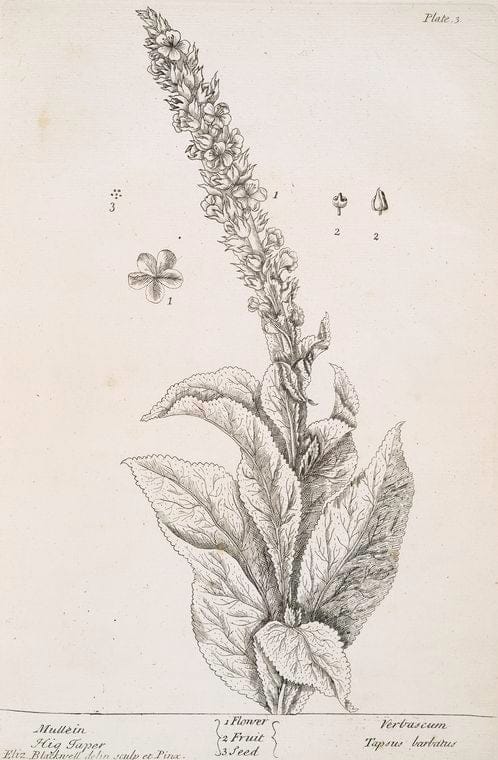 Art Print : Mugwort, 1739 - Vintage Wall Art