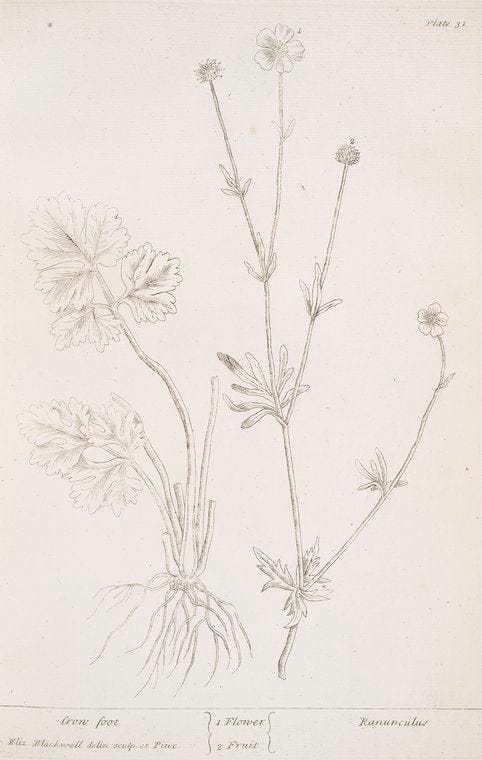 Art Print : Crocus luteus, 1759 - Vintage Wall Art