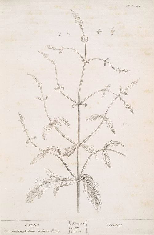 Art Print : Vervain Mallow, 1739 - Vintage Wall Art