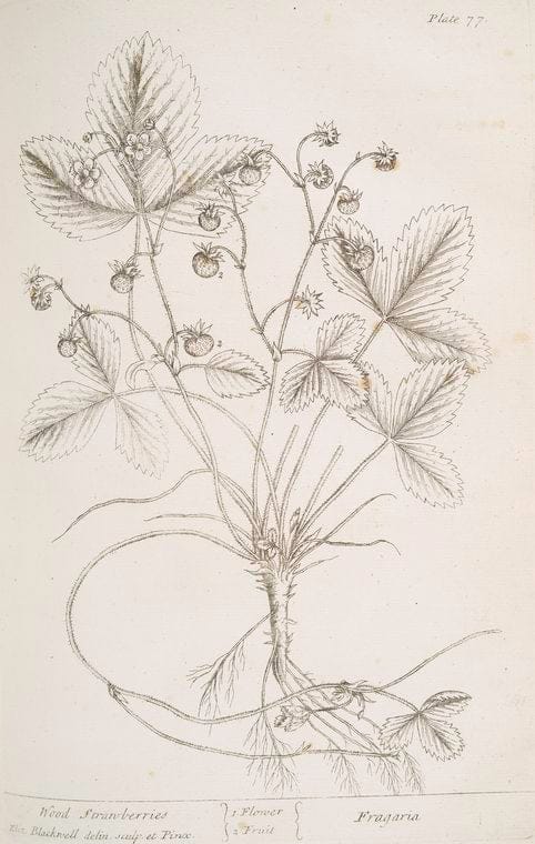 Art Print : Wood Sorrel, 1739 - Vintage Wall Art