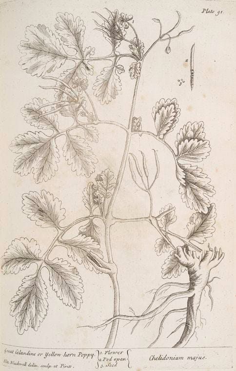 Art Print : Great Bindweed, 1739 - Vintage Wall Art