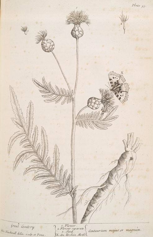 Art Print : Great Celandine or Yellow-Horn Poppy, 1739 - Vintage Wall Art
