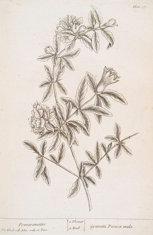 Art Print : Pomgranates, 1739 - Vintage Wall Art V1