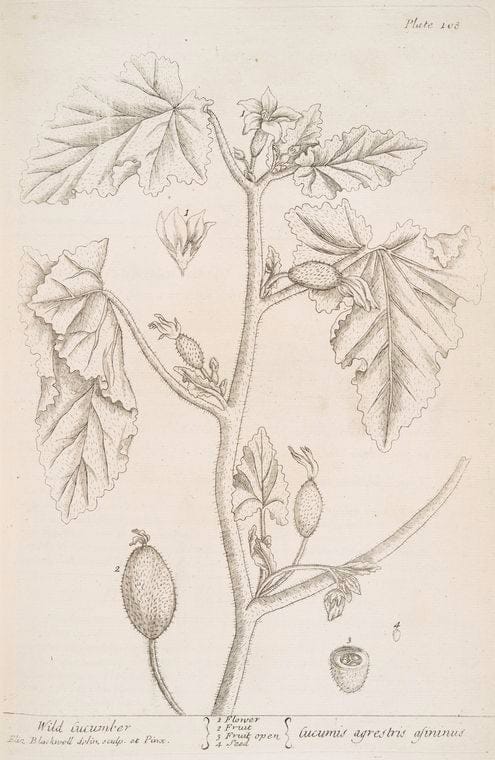 Art Print : Wild Clary, 1739 - Vintage Wall Art