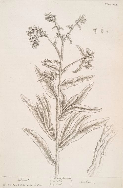 Art Print : Alisma plantago, 1759 - Vintage Wall Art