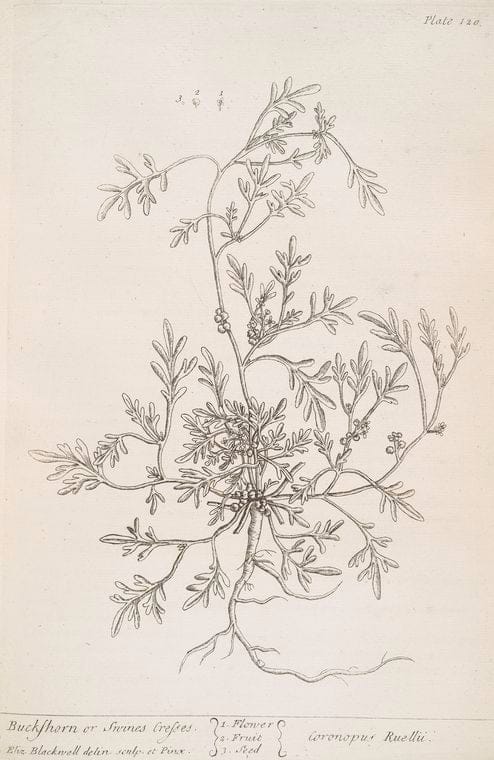 Art Print : Buck's Horn Plantain, 1739 - Vintage Wall Art