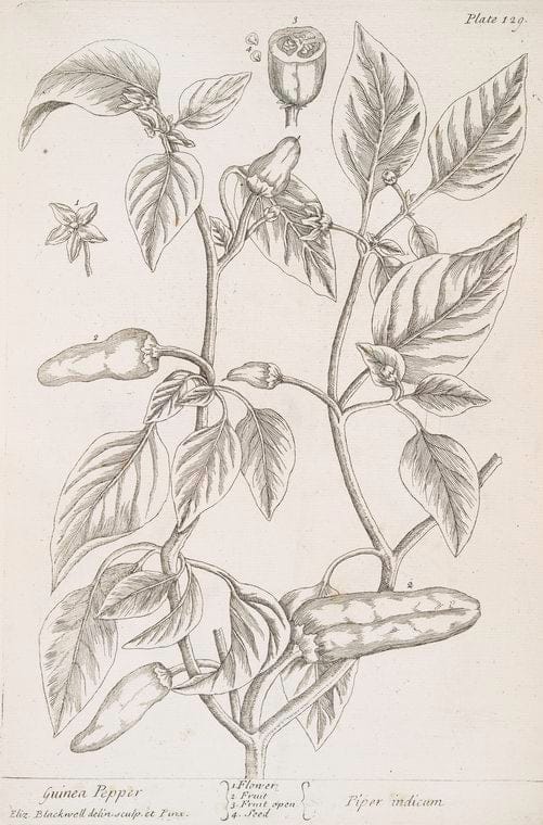 Art Print : Guillot, sur l'arbre, 1770 - Vintage Wall Art