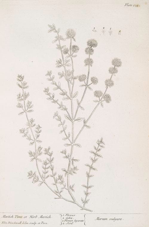 Art Print : Master-Wort, 1739 - Vintage Wall Art