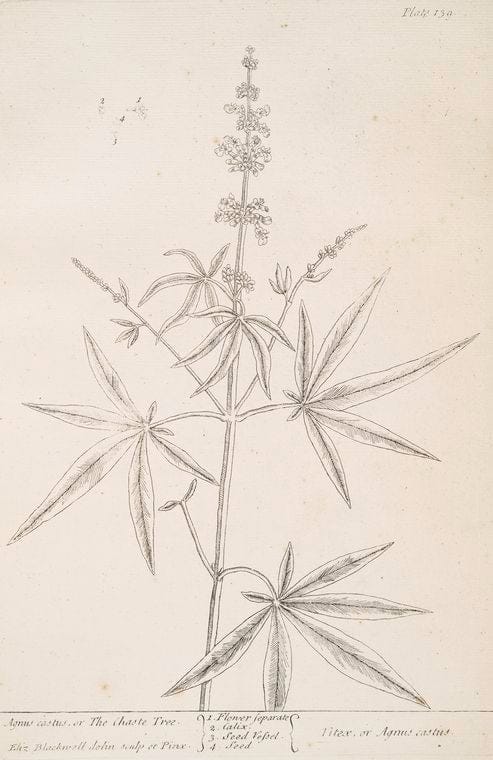 Art Print : Agave yuccaefolia, 1759 - Vintage Wall Art
